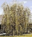 Niobe Golden Weeping Willow Tree, Hefty 36-48 Inch