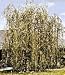 Niobe Golden Weeping Willow Tree, Hefty 36-48 Inch
