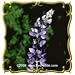 Small Lupine (Lupinus polycarpus) Jumbo Wildflower Seed Packet (2000)