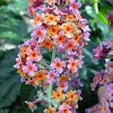 Buddleja/Buddleia Bicolour 'Butterfly Bush'