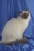 12X16 inch 1 of Top 100 Pedigree Cats Canvas Art Birman,blue point