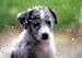 Aussie Pup at Window Sympathy Card