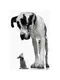 Big Dog, Little Dog Art Poster Print by Tim Flach, 12x16