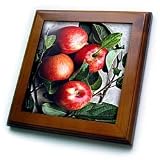Fruit Food - Apple - Framed Tiles