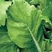 Organic Bau Sin Mustard Greens - 50 Seeds