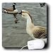 Renderly Yours Geese And Ducks - Mother Goose With Canadian Geese - Mouse Pads
