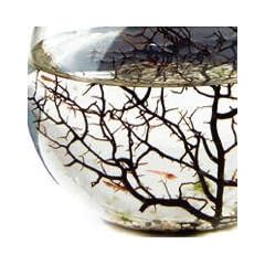 Ecosphere Kugel mit Garnelen