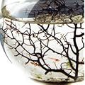 Ecosphere Kugel mit Garnelen