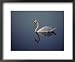 Mute Swan, a European Species Introduced into the United States Styles Framed Art Poster Print, 22x18