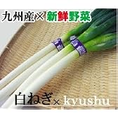 海の里 九州産　白ねぎ 10束