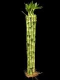 31vfKY6BZHL. SL160  10 Stalks Of 18 Inch Straight Lucky Bamboo For Feng Shui Or Gifts Reviews