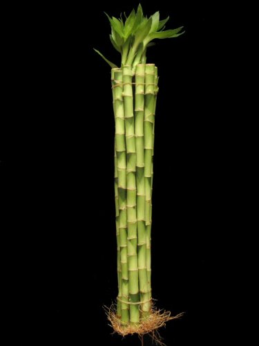 10 Stalks Of 18 Inch Straight Lucky Bamboo For Feng Shui Or Gifts