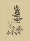 Arbor Study III - Artist: Vision Studio - Art Print Poster - With a Black Wood Frame - Image Size: 6.50 by 11.00 inches Art Print Poster - With a Black Wood Frame