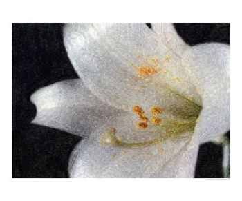Easter Lilies