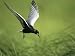 Graceful Bird in Flight over Grassy Area Artists Photographic Poster Print, 18x24 Graceful Bird in Flight over Grassy Area Artists Photographic Poster Print, 18x24