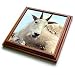 Alpine Goat - 8x8 Trivet With 6x6 Ceramic Tile