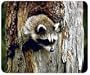 JCI - Mouse Pad - Raccoon