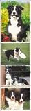 Top Dog Border Collie