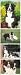 Top Dog Border Collie