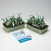 Genetic Corn Seed, Green:Albino 3:1, Pack of 100