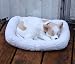 chihuahua2  - Realistic Breathing Stuffed animal Chihuahua Tan and White
