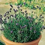 Outdoor Living : Lavender Lavender Lady Seeds (1 Pkt - 50 seeds)