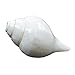 The Holy Mart A+ Grade Premium Shankh (Large) / White Blowing Conch-(Size : 15X8X7 CM)