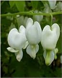 Amazon / Hirts: Perennials; Bleeding Heart: Alba White Bleeding Heart - Dicentra - Shade - Potted