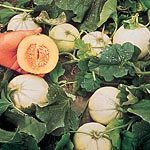 Outdoor Living : Melon F1 Sweetheart Seeds (1 Pkt - 15 Seeds)