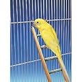 Ladder with Wooden Frame for Small Birds - 9 Step