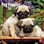 Pug Puppies 2010 Wall Calendar