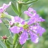 Winged Loosestrife (Lythrum alatum) - Jumbo Wildflower Seed Packet