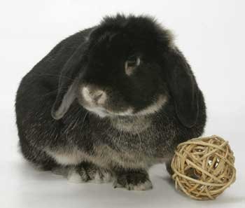 Peter’s Rabbit and Small Animal Chew Ball