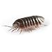 Edvotek 291 Laboratory Kit 11 Animal Behavior, For 10 Lab Groups