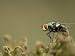Bluebottle Fly Perched on a Plant in a Suburban Garden Photographic Poster Print by Paul Sutherland, 24x18