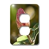 Lee Hiller Photography Hot Springs National Park Flowers - Southern Magnolia Blushing Seed Pod - Light Switch Covers - 2 plug outlet cover