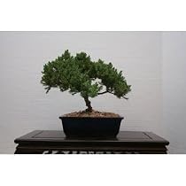 M&M BONSAI JUNIPER BONSAI TREE IN JAPANESE POT