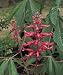 Red Buckeye Tree, 36-48 Inch