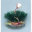Flowering Breeding Grass - 3 1/2 in.