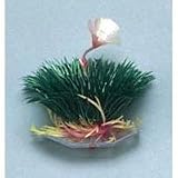 Flowering Breeding Grass - 3 1/2 in.