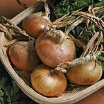 Onion Seed (Japanese Bulb) Senshyu Semi-Globe Yellow (1 Pkt - 350 seeds)