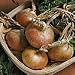 Onion Seed (Japanese Bulb) Senshyu Semi-Globe Yellow (1 Pkt - 350 seeds)