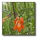 Monkey Flower.(Mimulus sp.).Crystal Cove State Park, California - 10x10 Wall Clock