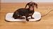 Radio Systems Heated Pad Dog Small - PHP00-10893