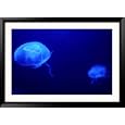 Jelly Fish in Tank at Aquadom and Sealife Museum, Mitte, Berlin, Germany Collections Framed Photographic Poster Print by Richard Nebesky, 45x33
