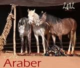 Produkt-Bild: Edle Araber 2012: Arabische Pferde