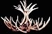 Antler Chandeliers Blackfoot Mule Deer
