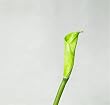 Artifical Flora Calla - Flower 6pcs