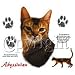 Abyssinian Cat Adult T-Shirt