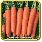 'Scarlet Nantes' - Carrot Seeds - Jumbo Seed Packet (2000)